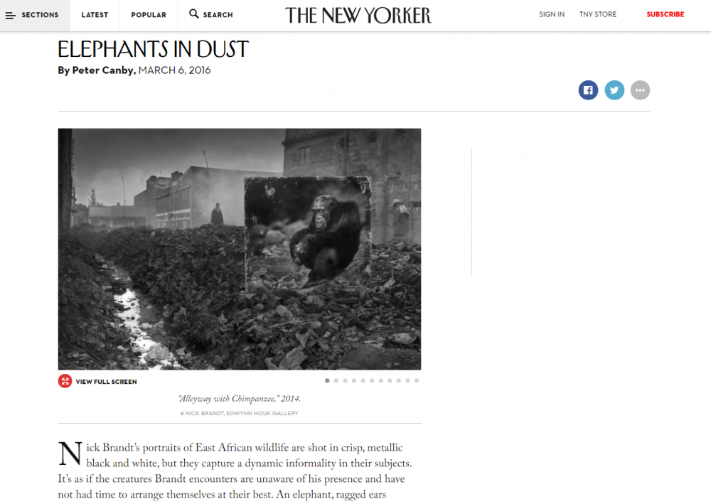 Nick Brandt: ELEPHANTS IN DUST - The New Yorker