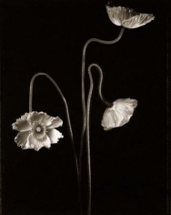 3 Poppies #1, 1997, 33-3/4 x 25-3/4 Toned Silver Gelatin Photograph, Ed. 10