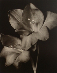 &quot;Two Glads&quot;, 1998 (TB# 588), 24 x 20 Toned Silver Gelatin Photograph, Ed. 25