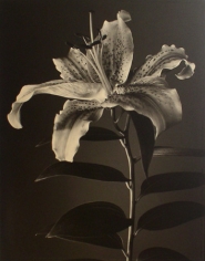 &quot;Lily&quot;, 1998 (TB# 598), 24 x 20 Toned Silver Gelatin Photograph, Ed. 25