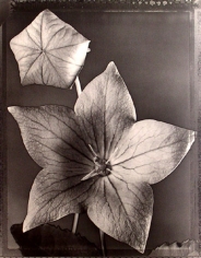 &quot;Balloon Flower &quot;, 1997 (TB 551), 24 x 20 Toned Silver Gelatin Photograph, Ed. 25