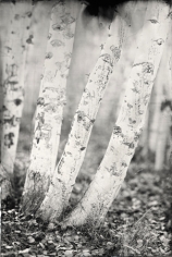 Aspens, Unique Collodion Wet Plate: please contact the gallery for details