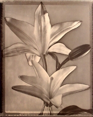 &quot;Solarized Lilies&quot;, 1996 (TB 499), 24 x 20 Toned Silver Gelatin Photograph, Ed. 25