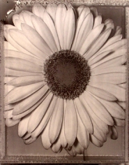 &quot;African Daisy &quot;, 1996 (TB 478), 24 x 20 Toned Silver Gelatin Photograph, Ed. 25