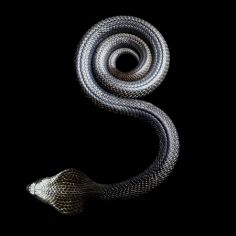 Black Pakistan Cobra, 2010