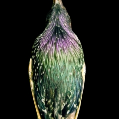 European Starling, 2008