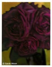 Les roses, 1998, 29-1/8 x 22-1/2 Color Carbon Photograph, Ed. 15