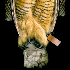 Great Horned Owl, 2005