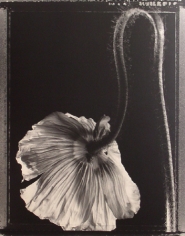 &quot;Single Poppy &quot;, 1997 (TB 517), 24 x 20 Toned Silver Gelatin Photograph, Ed. 25