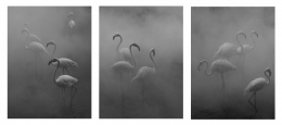 Flamingo Triptych, Zimbabwe 2020