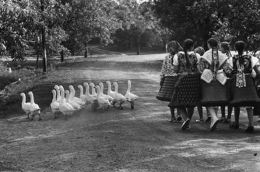 Hungary, (Gaggle of Geese, Group of Girls), 1964, 16 x 20 Silver Gelatin Photograph