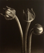 &quot;Gloxinia Buds&quot;, 1998 (TB# 569), 24 x 20 Toned Silver Gelatin Photograph, Ed. 25