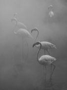 Flamingos I, Zimbabwe, 2020
