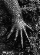 Marine Iguana, Genesis 2004, 20 x 16 inches, Silver Gelatin Photograph