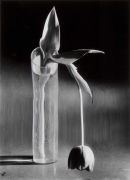 Andre Kertesz Melancholic Tulip, New York, 1938&nbsp;&nbsp;&nbsp;
