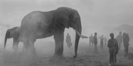 Bupa and&nbsp; People in Fog, Kenya, 2020, Archival Pigment Print