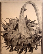 &quot;Dried Sunflower &quot;, 1995 (TB 457), 24 x 20 Toned Silver Gelatin Photograph, Ed. 25