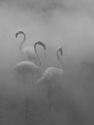 Flamingos II, Zimbabwe, 2020