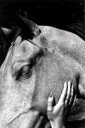 Untitled (Horse and Hand), 1972, 14 x 11 Silver Gelatin Photograph, Ed. 25