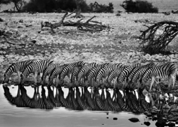 Mountain Zebras, Namibia 2005, 16 x 20 inches, Silver Gelatin Photograph