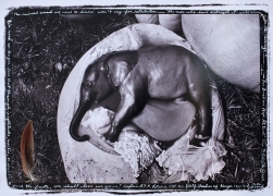 Elephant Embryo, Uganda, &quot;The ruined wood...,&quot; 1966