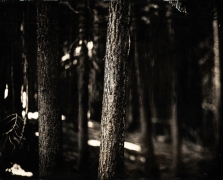 Tahoe Trees, Unique Collodion Wet Plate: please contact the gallery for details