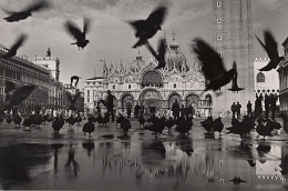 Pigeons on the Piazza St. Marco, Venice, 1949, 7-11/16 x 11-11/16 Vintage Silver Gelatin Photograph