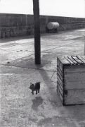 Ballycotton, Eire, Ireland, (Levitating Dog), 1968, 20 x 16 Silver Gelatin Photograph