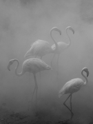 Flamingos III, Zimbabwe, 2020