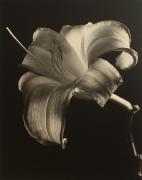 &quot;Daylily&quot;, 1998 (TB 582), 24 x 20 Toned Silver Gelatin Photograph, Ed. 25