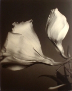 &quot;Red Roses&quot;, 1996 (TB# 597), 24 x 20 Toned Silver Gelatin Photograph, Ed. 25