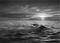 Southern Right Whale (Eubalaena australis) Navigating the Golfo Nuevo, Valdes Peninsula, Argentina 2004, 16 x 20 inches, Silver Gelatin Photograph