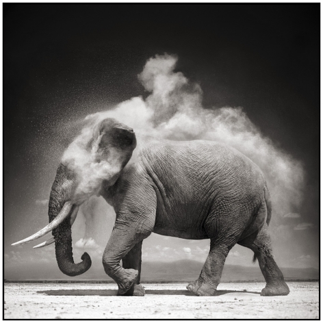Nick Brandt Elephant with Exploding Dust, Amboseli, 2004&nbsp;&nbsp;&nbsp;