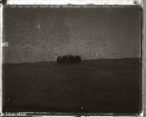 Les Cypres, 2000, 15-3/4 x 19-1/2 Toned Silver Gelatin Photograh, Ed. 20