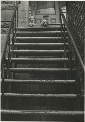 Guard Dogs, Avenue Mont Royal, Montreal, 1999, Silver Gelatin Photograph